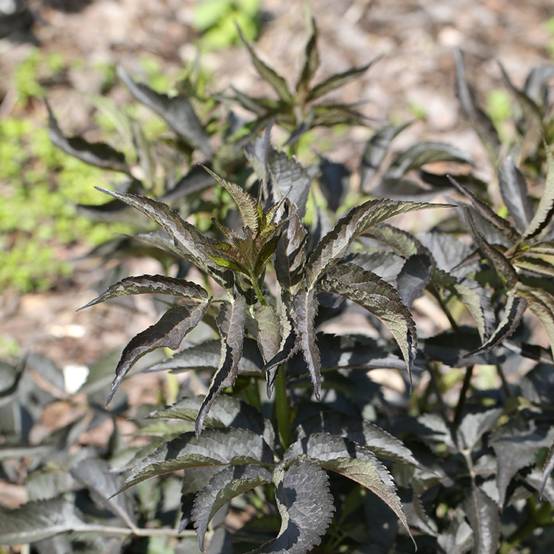 Promesse de Fleurs - Sureau noir - Sambucus nigra Blue Sheen Pot de 4L/5L