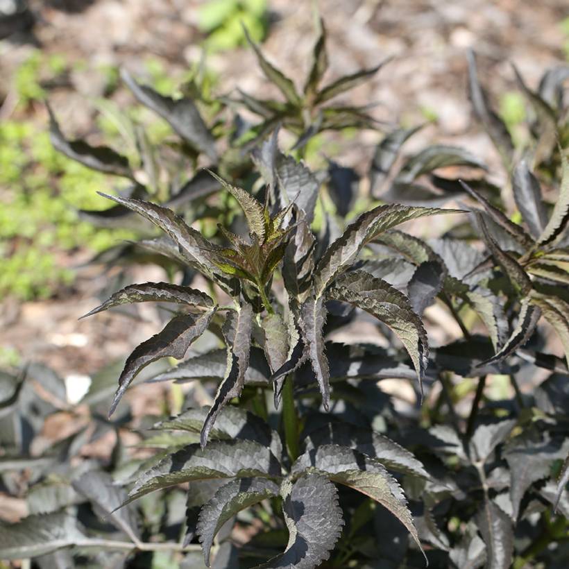 Promesse de Fleurs - Sureau noir - Sambucus nigra Blue Sheen Pot de 4L/5L