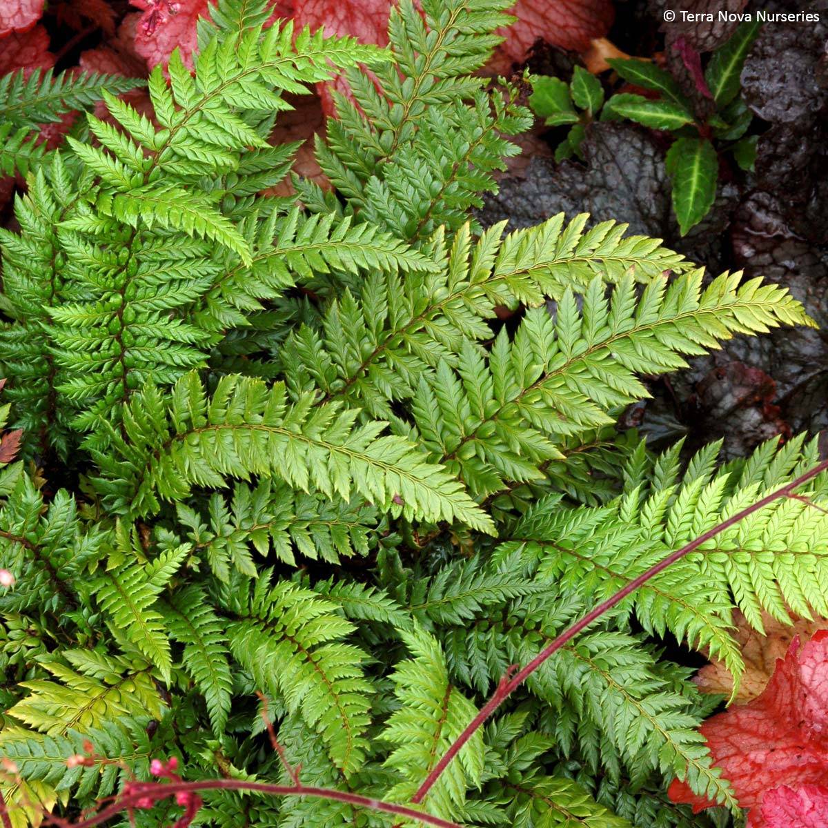 Polystichum Shiny Holy Fern - Fougère persistante Godet de 8/9 cm