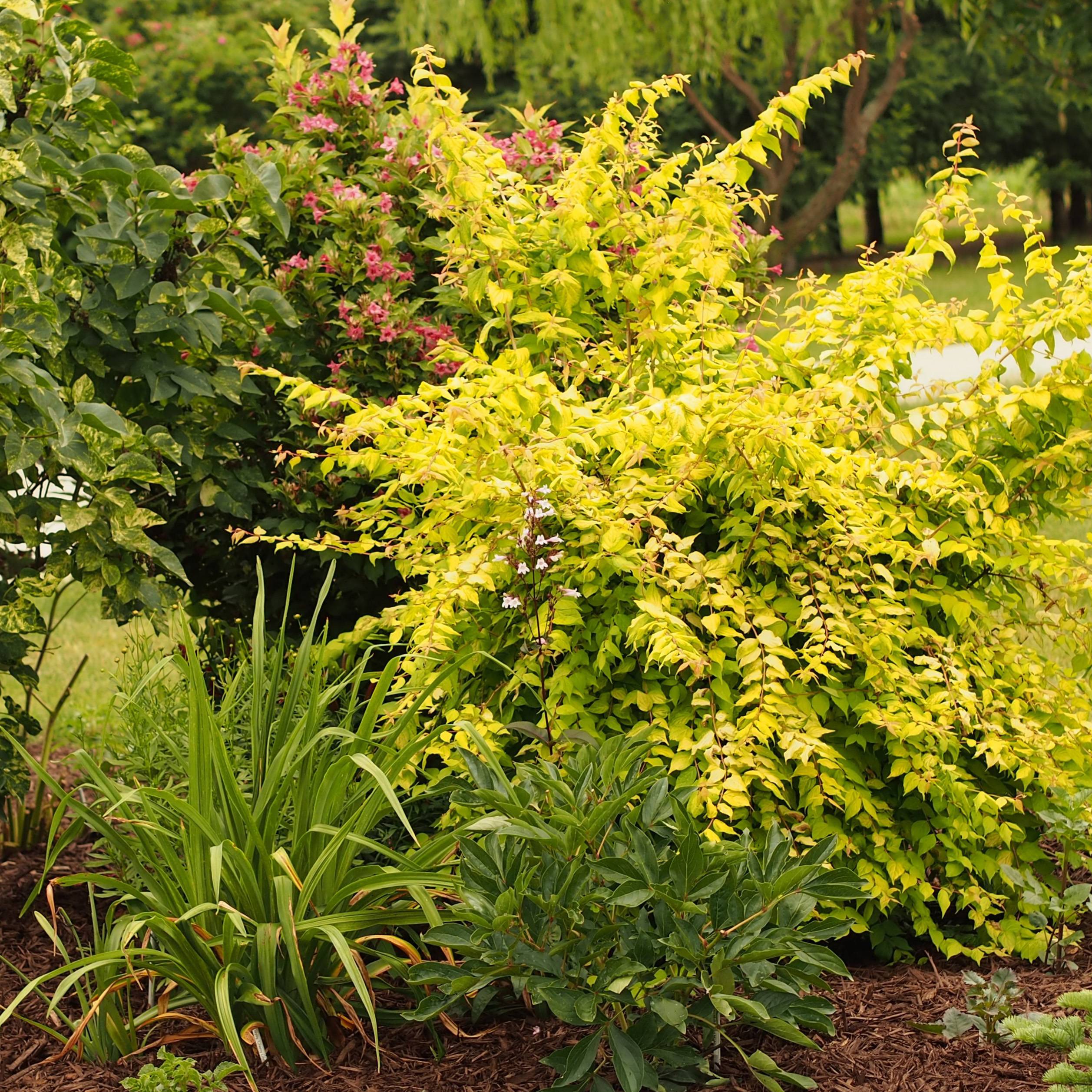 Kolkwitzia amabilis Maradco - Buisson de beauté Pot de 3L/4L