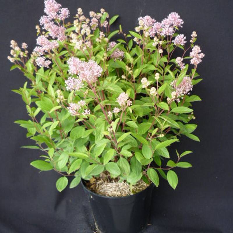 Céanothe, Lilas de Californie Marie Simon à fleurs Rose - feuillage Caduc - Pot de 3L - 20/40 cm-  hauteur à maturité De 0,50 m à 1,00 m - Imagen 1