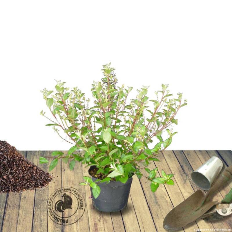 Céanothe, Lilas de Californie Marie Simon à fleurs Rose - feuillage Caduc - Pot de 3L - 20/40 cm- hauteur à maturité De 0,50 m à 1,00 m - Image 8