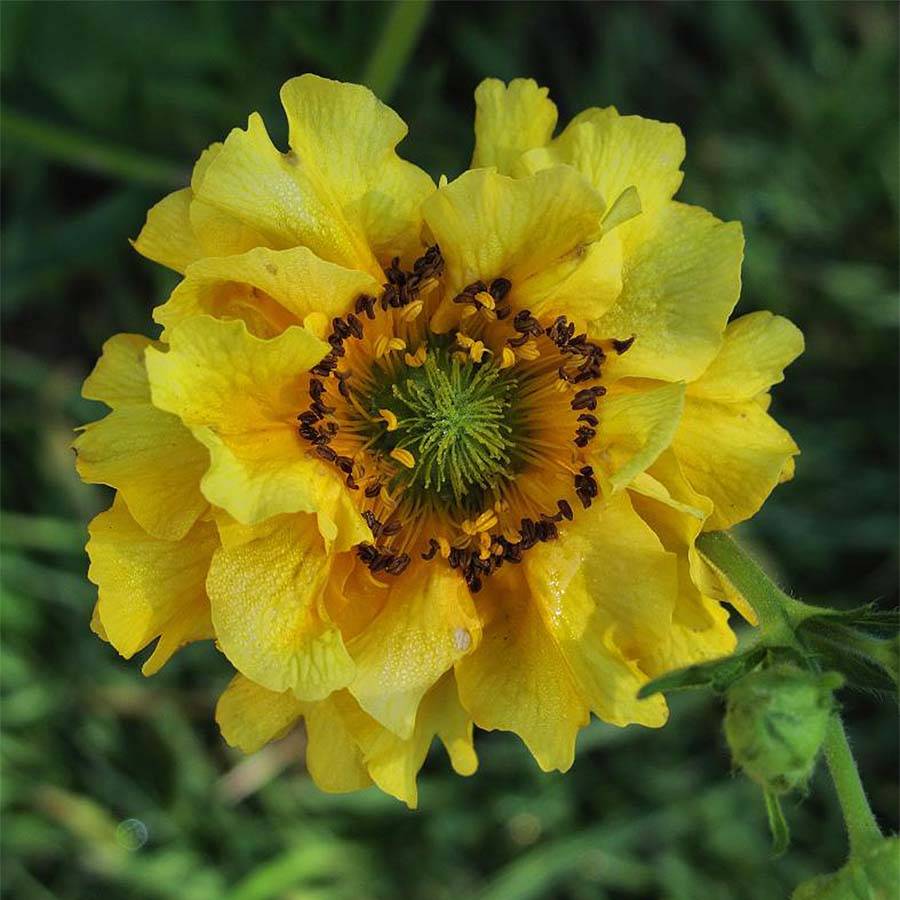 Geum chiloense Lady Stratheden - Benoîte Godet de 7/8 cm