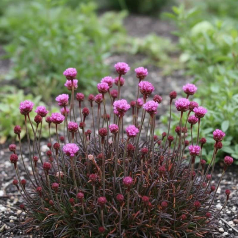 Gazon d'Espagne Rubrifolia à fleurs Rose/ - feuillage Persistant - Godet - 5/20 cm - Imagen 1