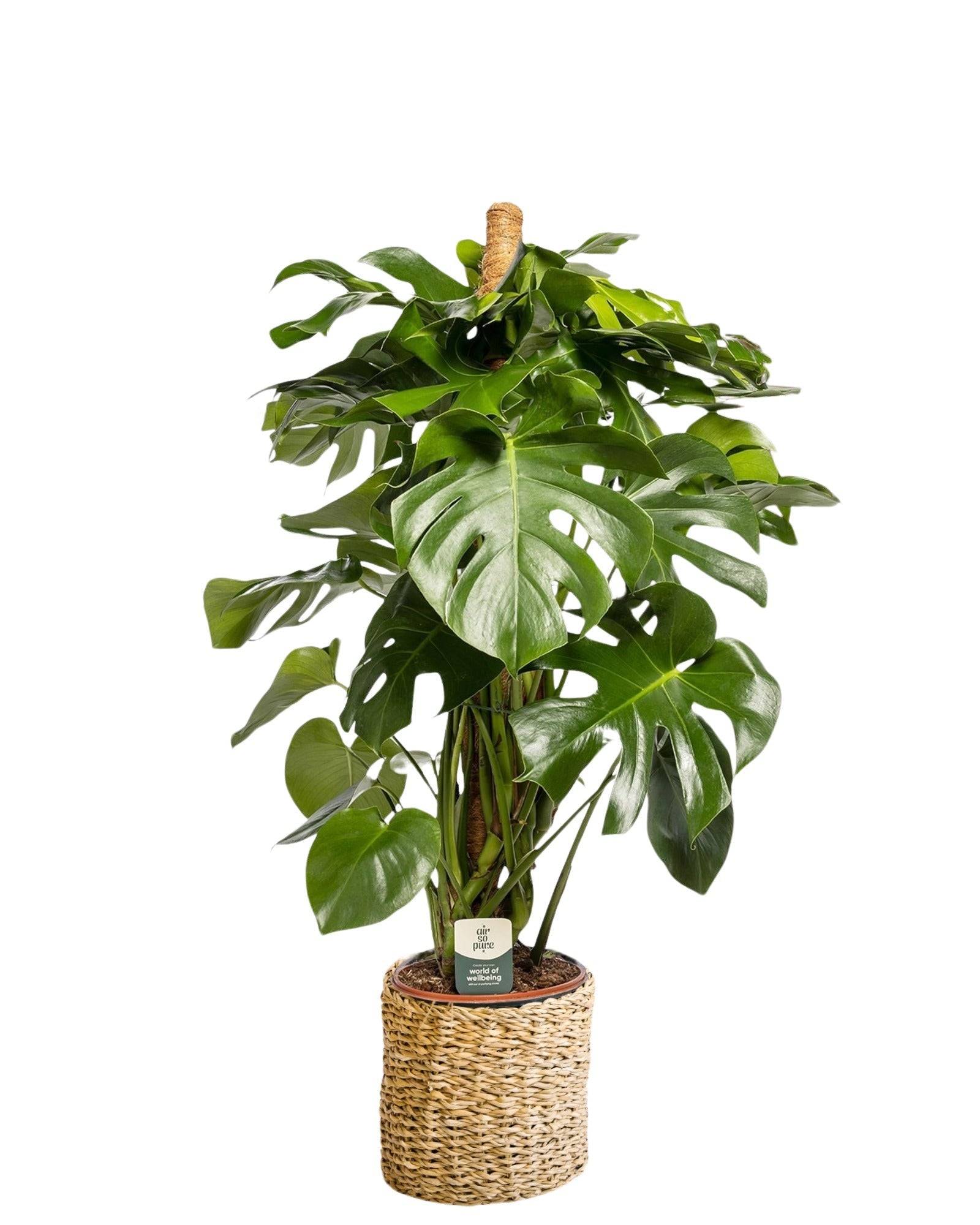 Monstera Deliciosa XXL tuteur 105cm - Plante d'intérieur- La Green Touch - Image 3