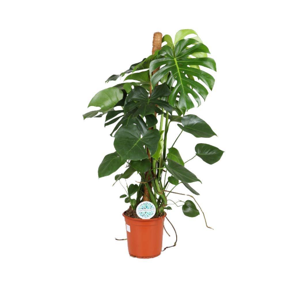 Monstera Deliciosa XXL tuteur 105cm - Plante d'intérieur- La Green Touch - Image 1