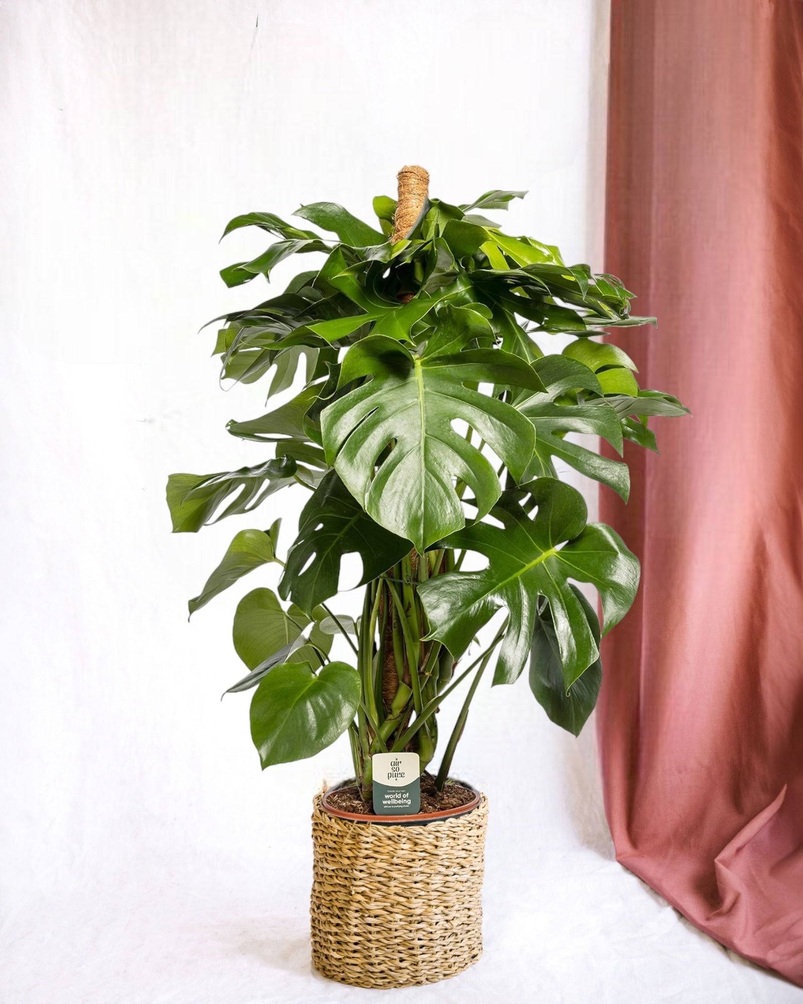 Monstera Deliciosa XXL tuteur 105cm - Plante d'intérieur- La Green Touch - Image 2