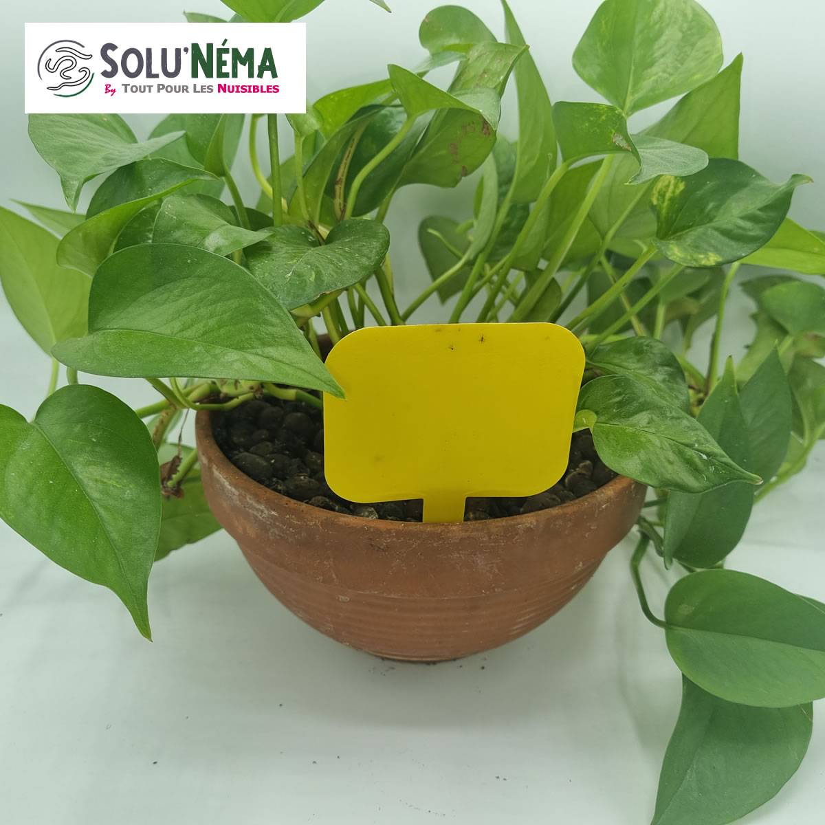 Solu'Néma - 40 Pièges Collants Jaunes pour Mouches du Terreau, Mouches des Fruits, Moucherons, Design XXL - Image 3