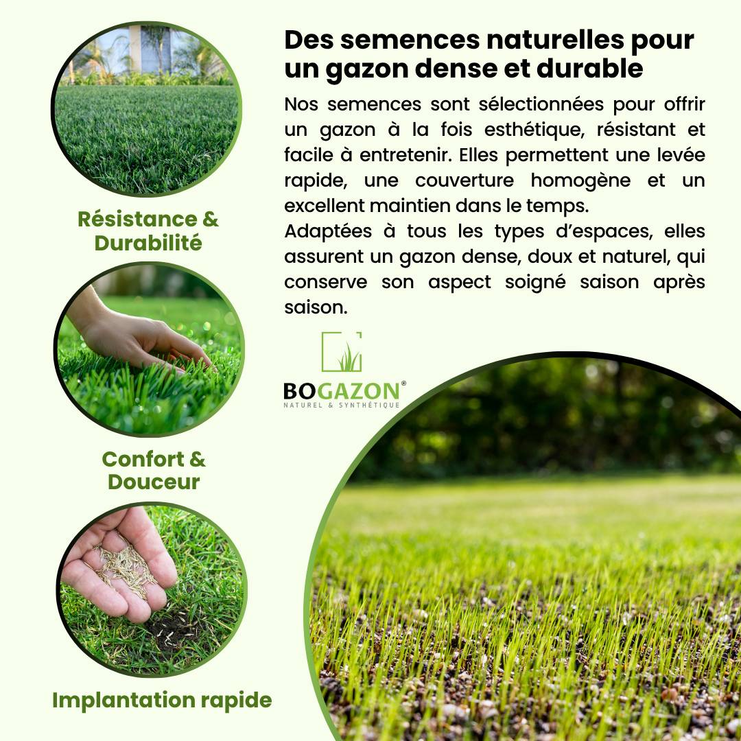 Bogazon - Gazon a semer ICL Sport 10 kg | Graines de Gazon Résistant Piétinement Terrain de Sport & Jardin | Semence Universel Dense et Uniforme - Image 3
