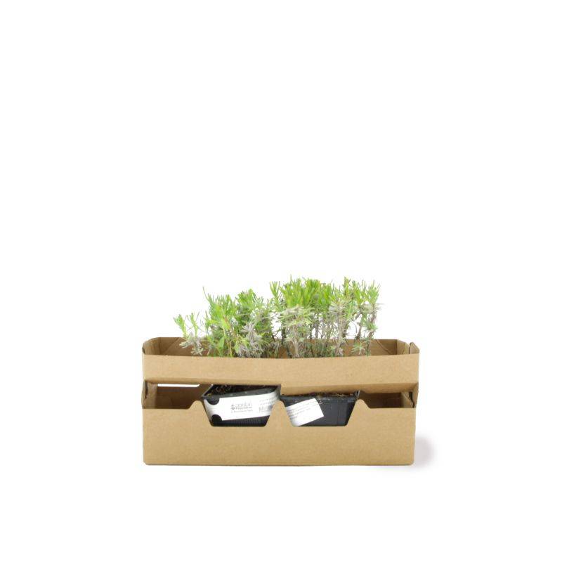 Lavande (Lavandula 'Angustifolia') - Godet - Taille 10/15cm - Pépinières Naudet - Imagen 4
