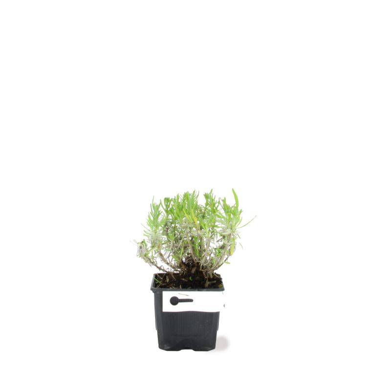 Lavande (Lavandula 'Angustifolia') - Godet - Taille 10/15cm - Pépinières Naudet - Imagen 2