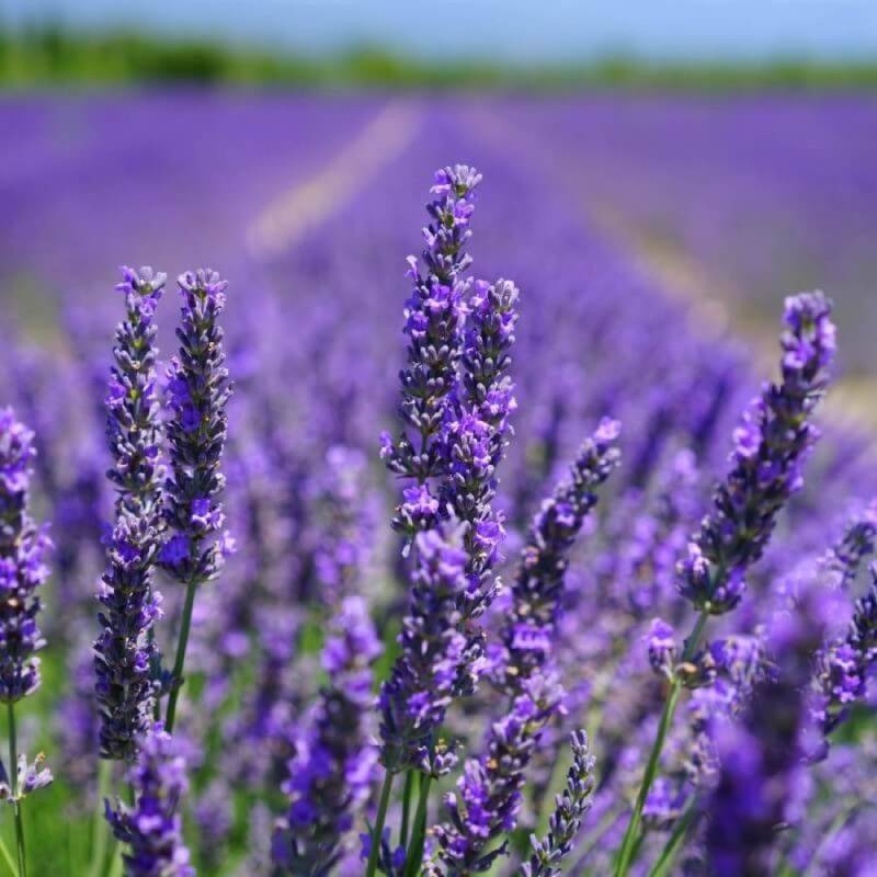 Lavande (Lavandula 'Angustifolia') - Godet - Taille 10/15cm - Pépinières Naudet - Imagen 1