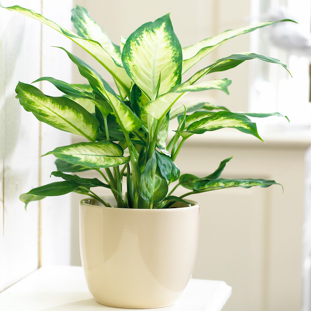 Gardenersdream - Diffenbachia 'Camilla' Plante D'Intérieur Superbe Et Tropicale En Pot De 12 Cm  - GardenersDream - Image 1