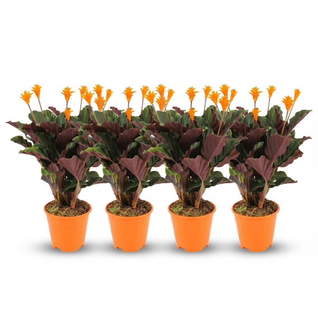 Calathea Crocata - Pot de 14cm - Hauteur: 40 - 45cm - 4 plantes - Plantes d'intérieur - Image 1