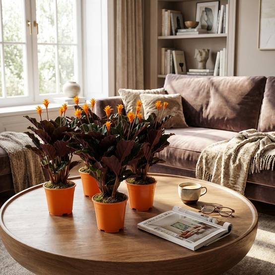 Calathea Crocata - Pot de 14cm - Hauteur: 40 - 45cm - 4 plantes - Plantes d'intérieur - Image 2