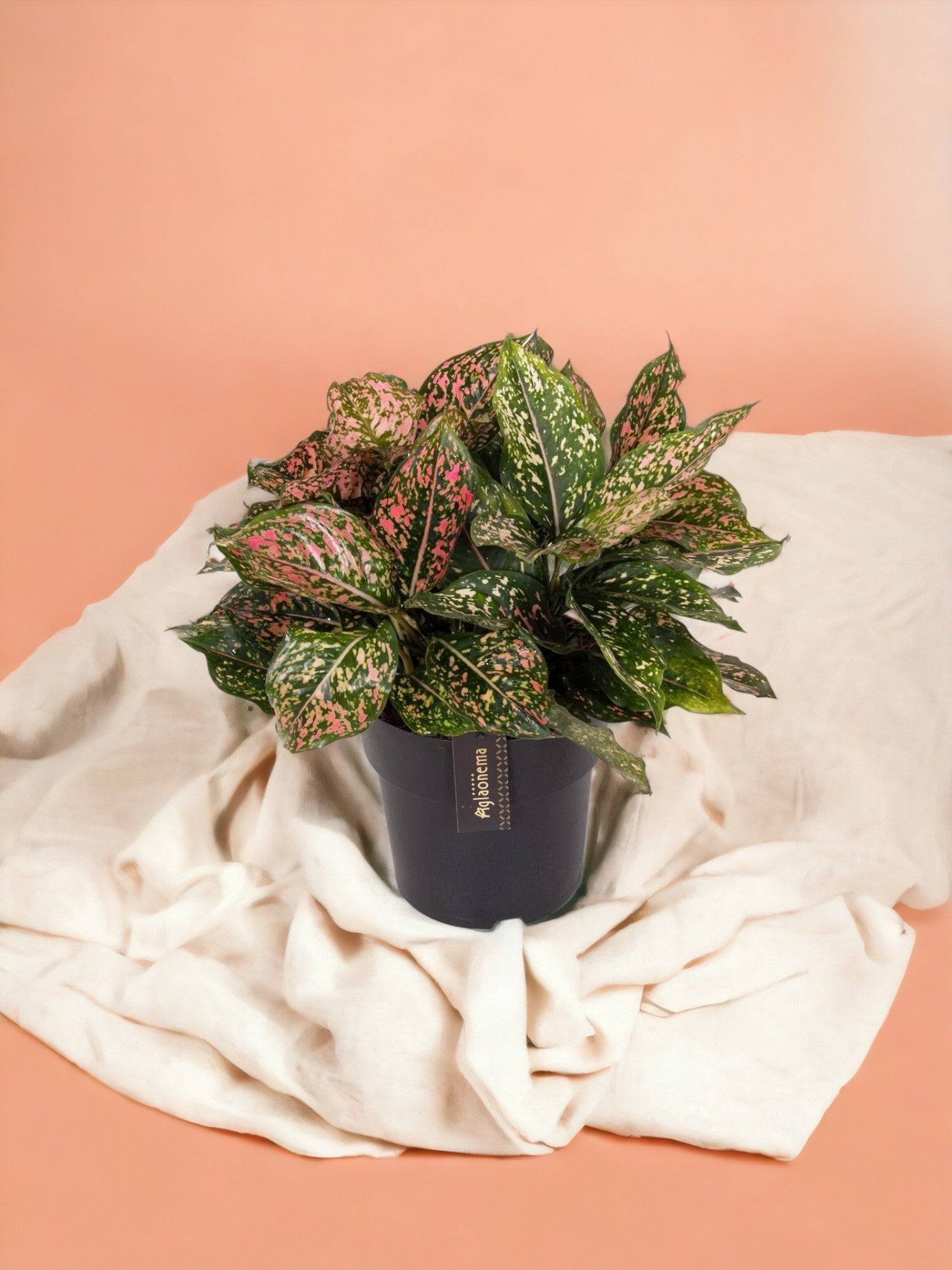 Aglaonema Pink Leopard- La Green Touch