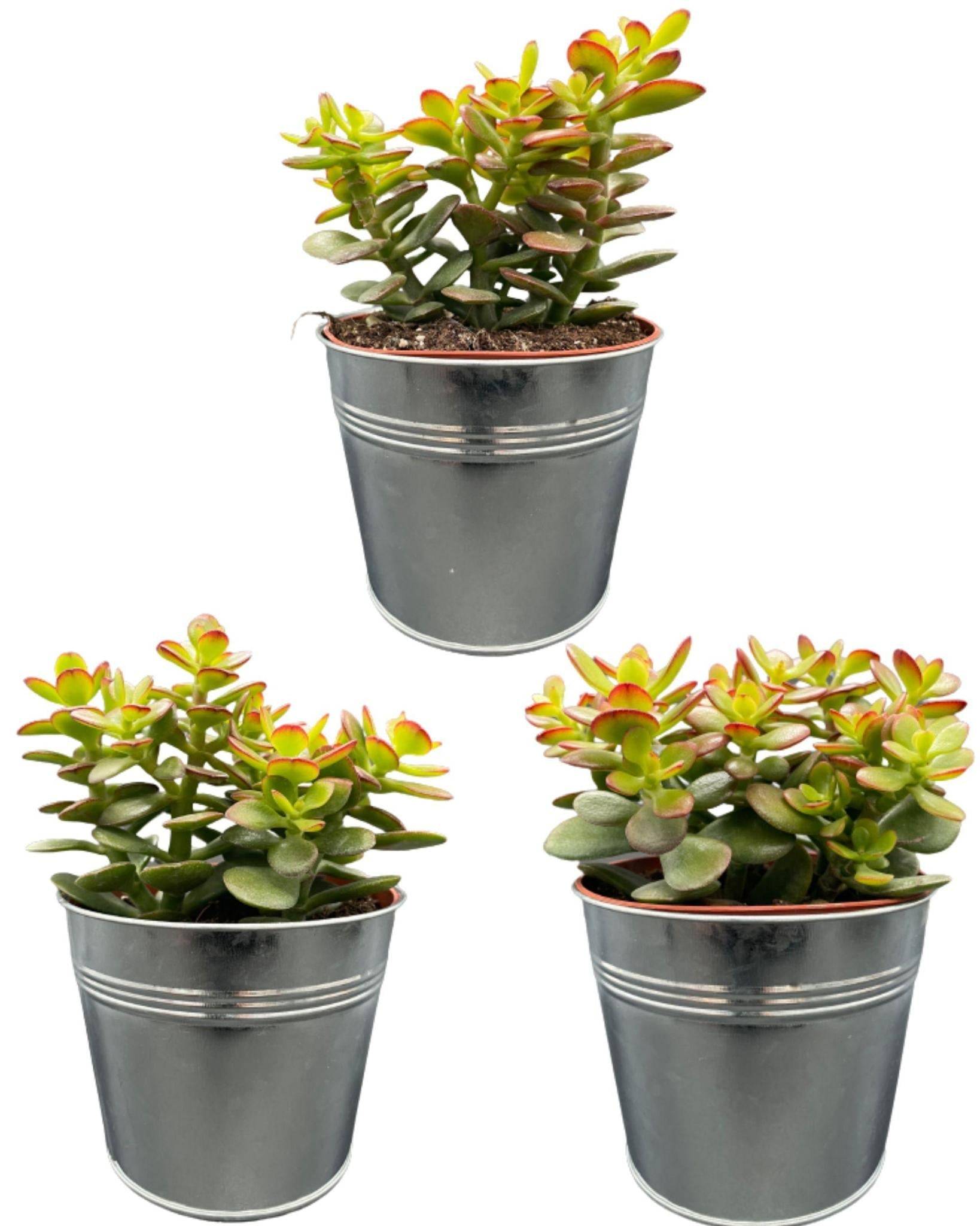La Green Touch - Crassula Minor en Zinc (Lot de 3)- La Green Touch - Imagen 1