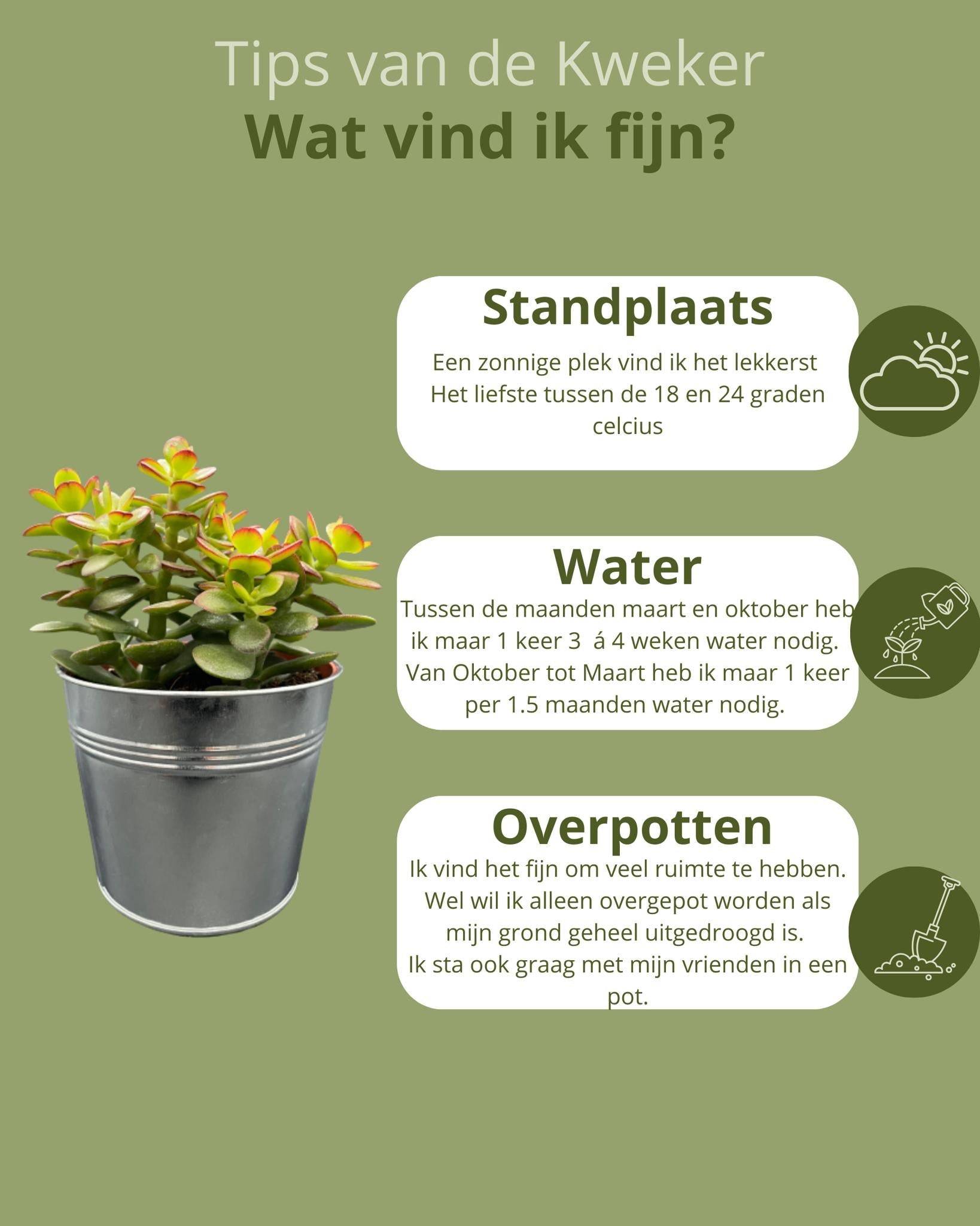La Green Touch - Crassula Minor en Zinc (Lot de 3)- La Green Touch - Imagen 5