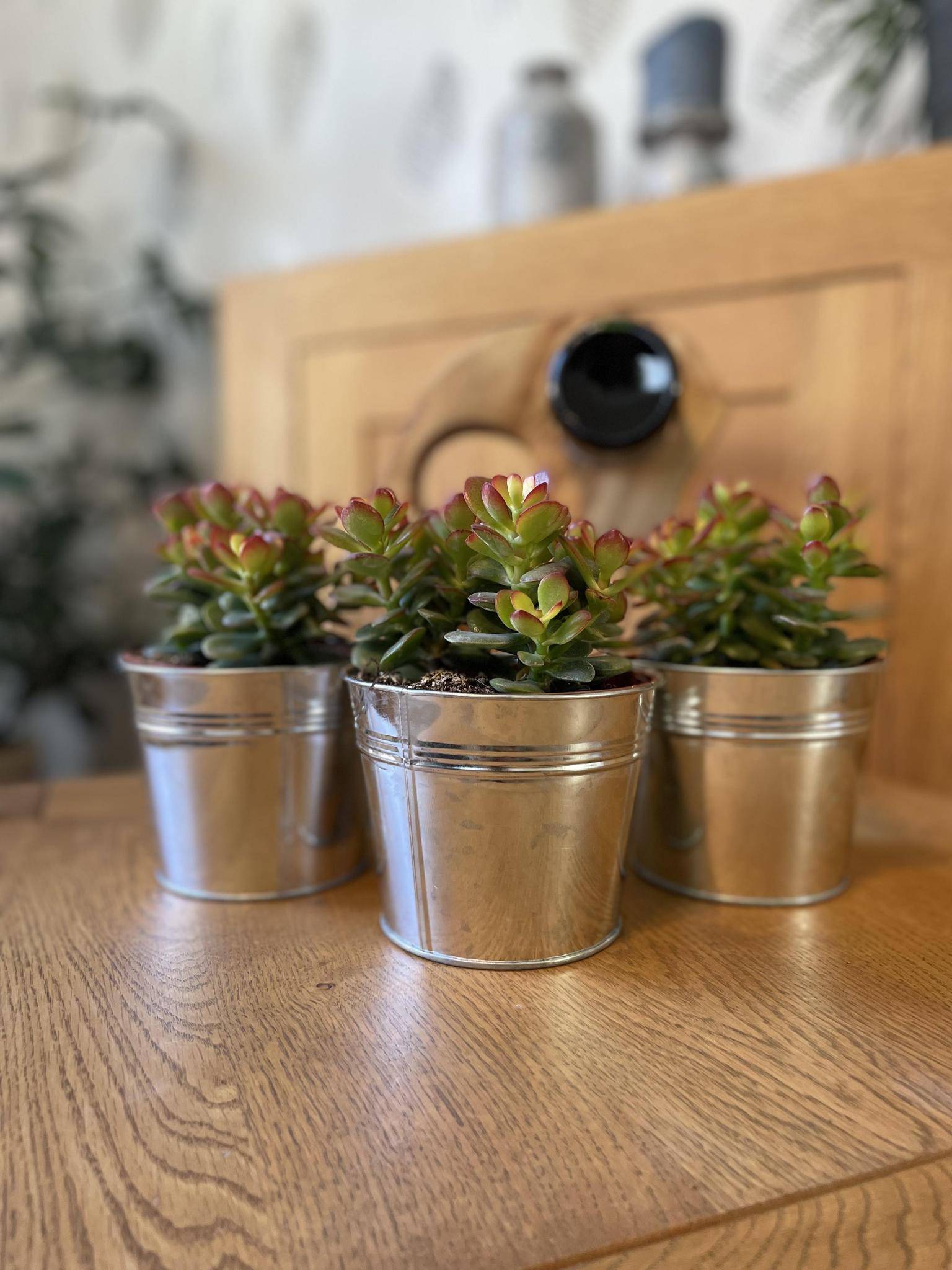 La Green Touch - Crassula Minor en Zinc (Lot de 3)- La Green Touch - Imagen 2