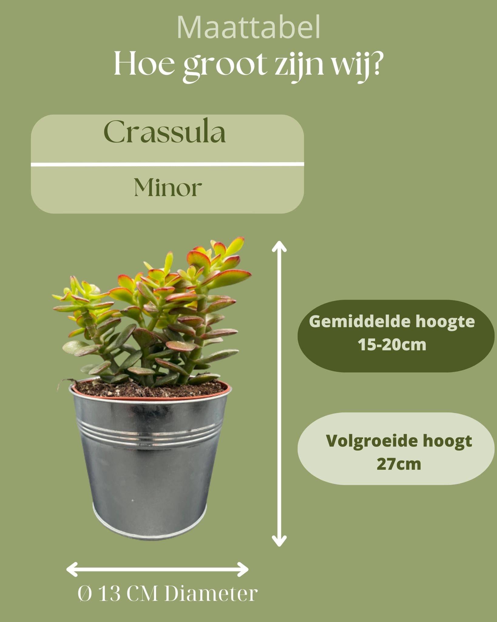 La Green Touch - Crassula Minor en Zinc (Lot de 3)- La Green Touch - Imagen 4