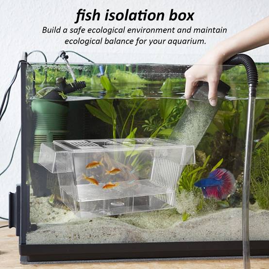 Box flottante double paroi avec ventouse - Élevage alevins DtopbuyAge - Image 5