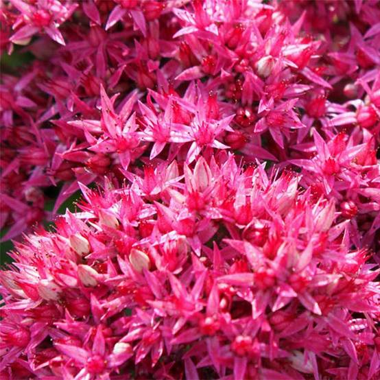 Sedum Mr Goodbud - Orpin d'automne Godet de 8/9 cm