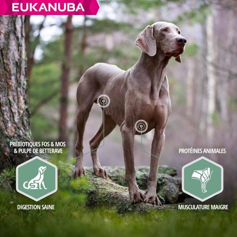 Eukanuba - CROQUETTES CHIEN ADULT SENSITIVE JOINTS - EUKANUBA 2,3 kg - Imagen 3