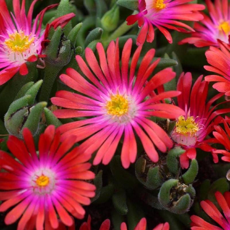 Delosperma Jewel of Desert Garnet®, Pourpier vivace à fleurs Rouge/ - feuillage Persistant - Godet - 5/20 cm - Imagen 3