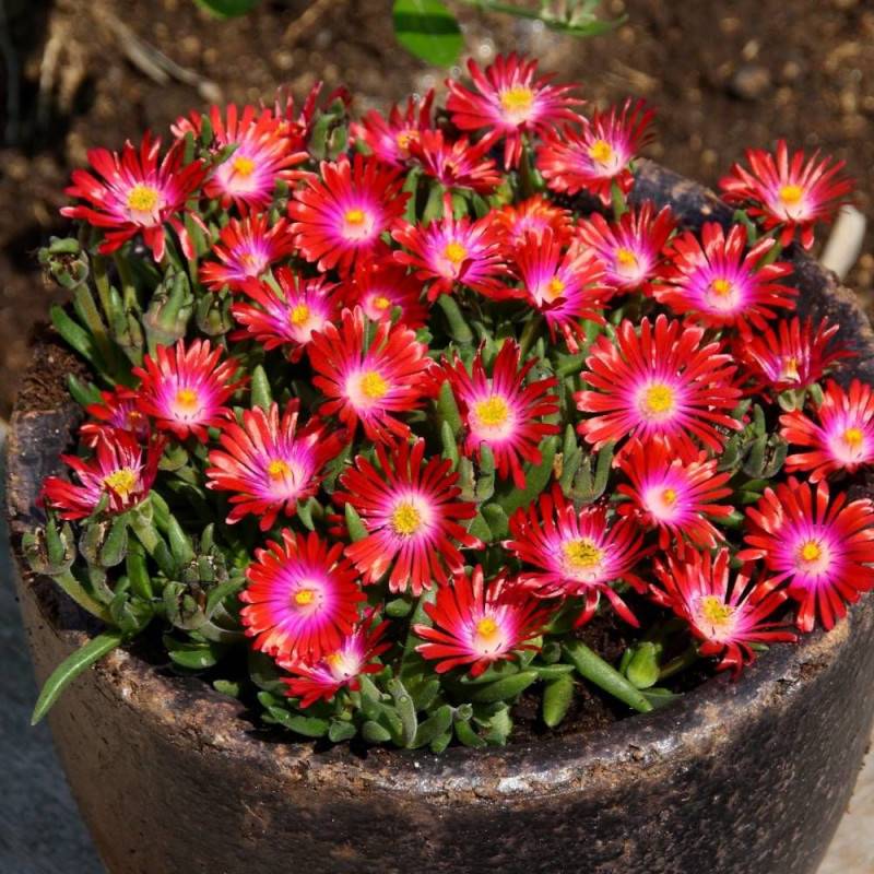 Delosperma Jewel of Desert Garnet®, Pourpier vivace à fleurs Rouge/ - feuillage Persistant - Godet - 5/20 cm - Imagen 2