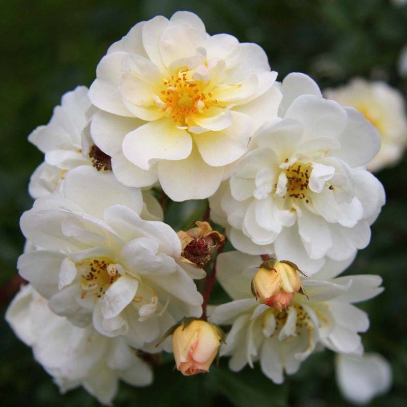 Rosier 'Neige d'Été Tanigino®' - Racines nues - Taille 20 à 30cm - Pépinières Naudet
