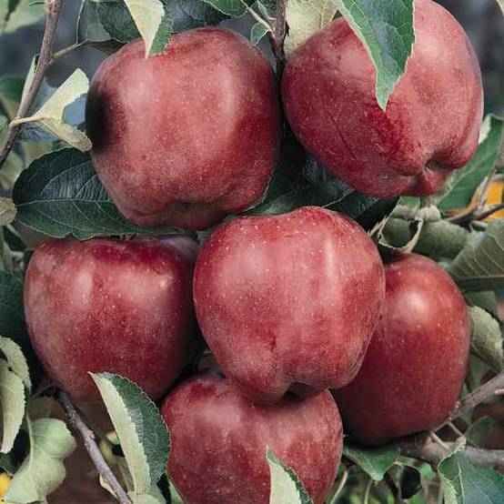 Promesse de Fleurs - Pommier Starking Delicious Pot de 7,5L/10L, Demi-Tige