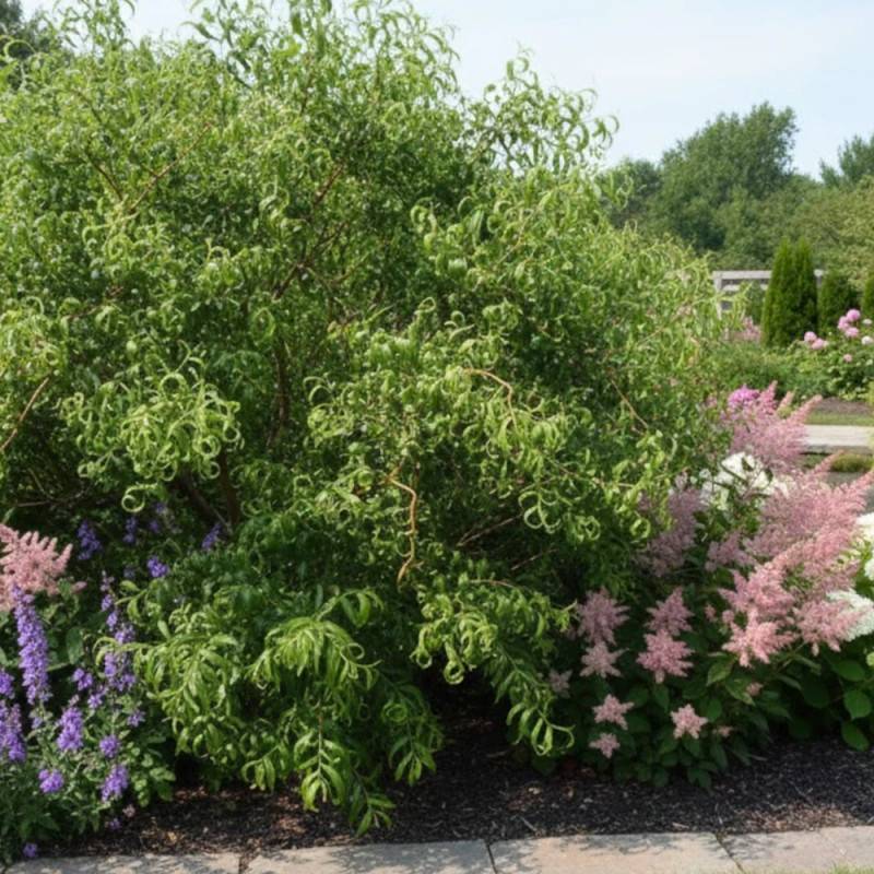 Saule de Pékin tortueux, Salix - Pot de 4L - 40/60 cm - Imagen 5