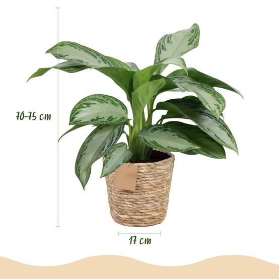 La Green Touch - Aglaonema Silver Bay - D17 H75cm - Image 4