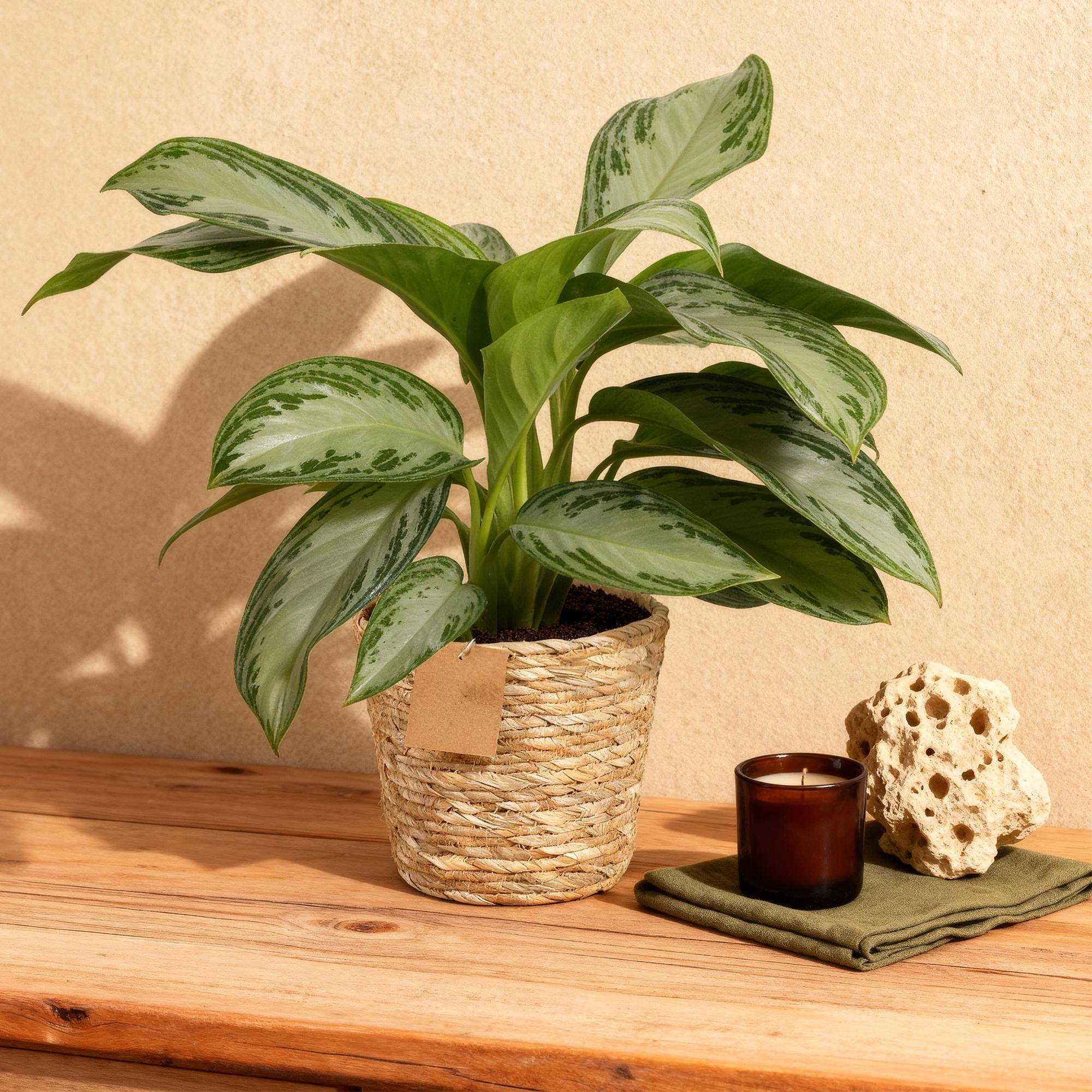 Aglaonema Silver Bay - D17 H75cm