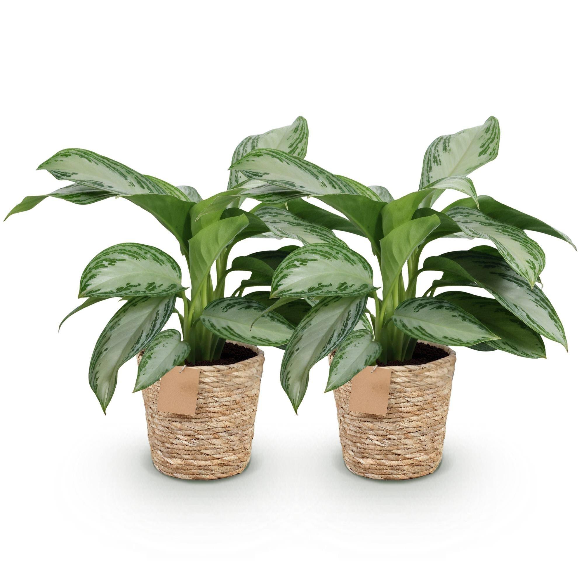 La Green Touch - Aglaonema Silver Bay - D17 H75cm - Image 3