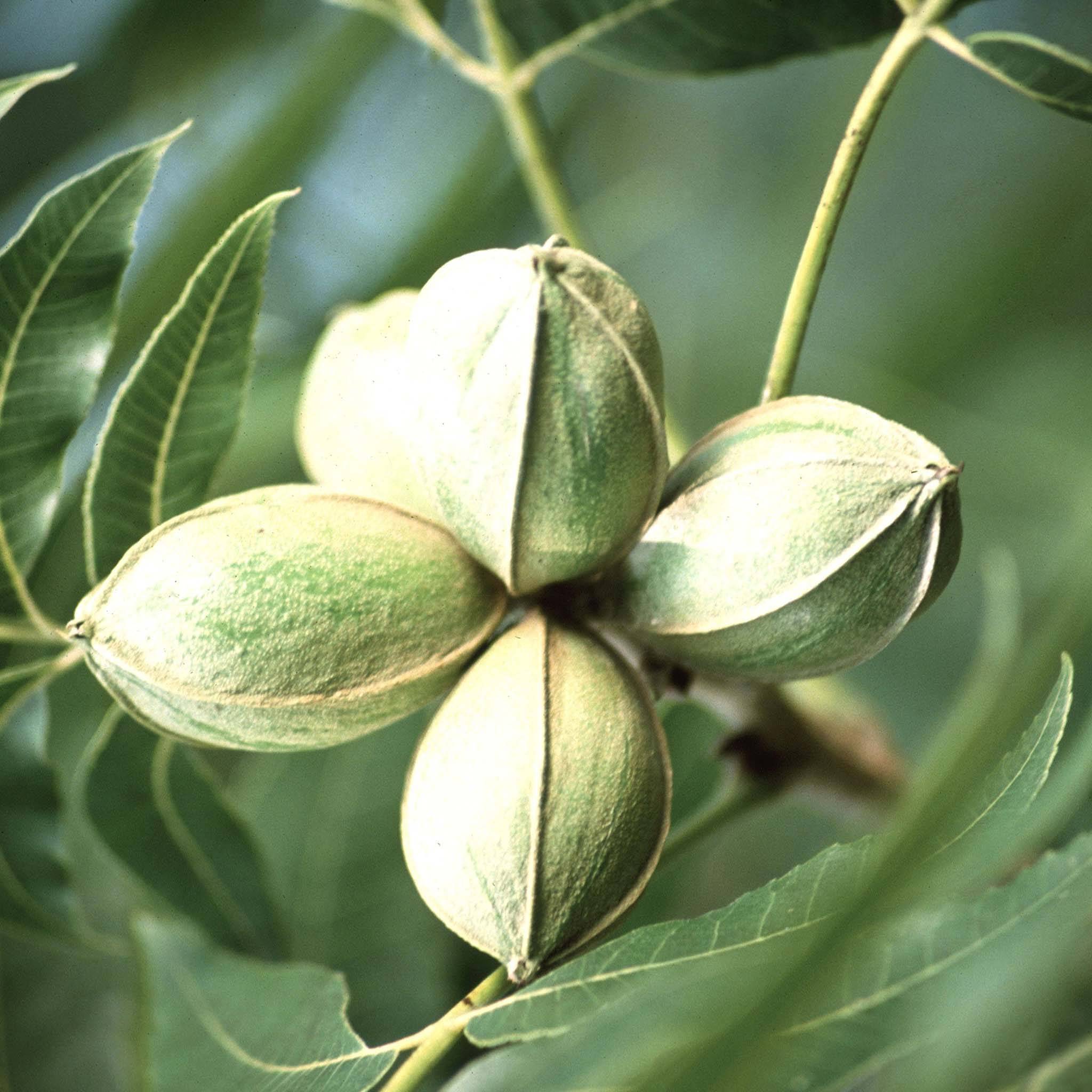 Promesse de Fleurs - Carya illinoinensis - Noix de Pécan - Pacanier Pot de 12L/15L