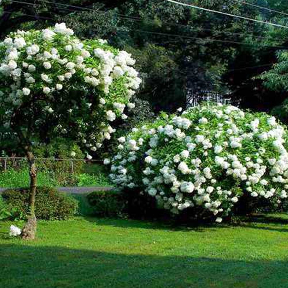 Gardenersdream - Hortensia paniculé 'Grandiflora' arbuste à feuilles caduques en pot - GardenersDream - Imagen 1