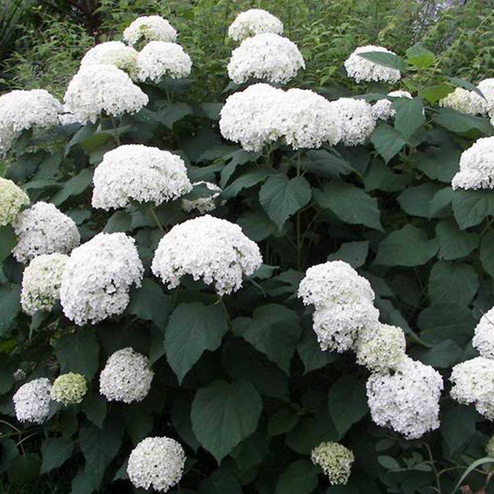 Gardenersdream - Hortensia paniculé 'Grandiflora' arbuste à feuilles caduques en pot - GardenersDream - Imagen 3