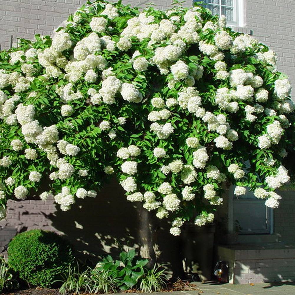 Gardenersdream - Hortensia paniculé 'Grandiflora' arbuste à feuilles caduques en pot - GardenersDream - Imagen 2
