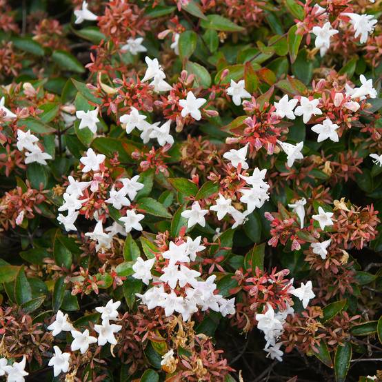 Abelia grandiflora Pisto Godet de 8/9 cm - Image 1