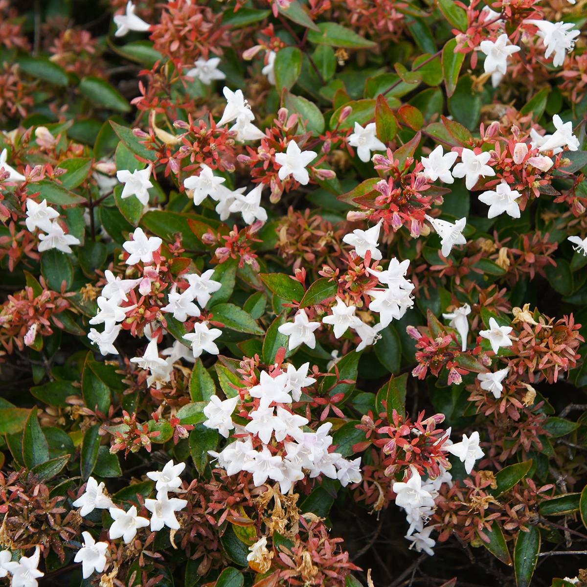 Abelia grandiflora Pisto Godet de 8/9 cm - Image 1