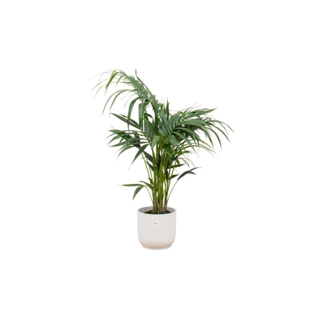 La Green Touch - Palmier Kentia 130cm et son pot- La Green Touch Blanc - Hauteur 130cm