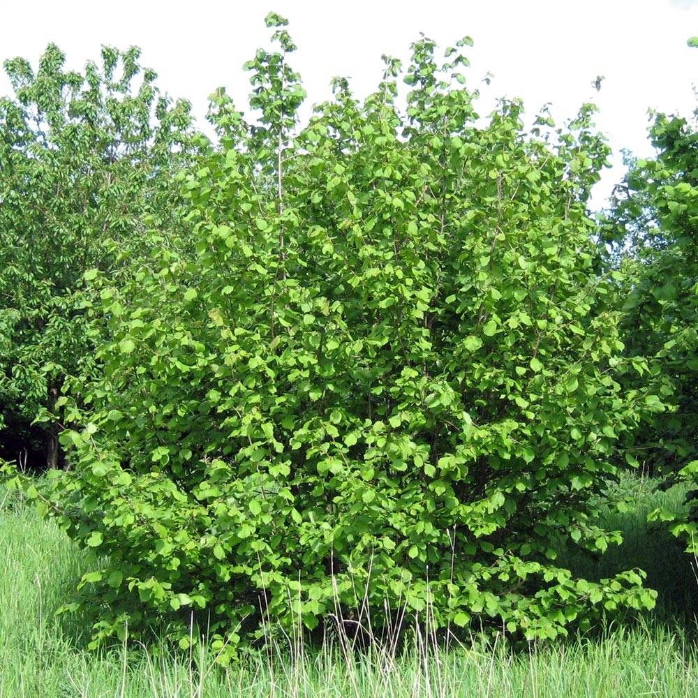 Noisetier commun - Corylus avellana en racines nues Pot de 7,5L/10L - Image 1