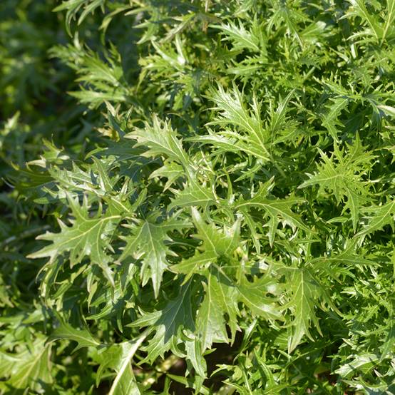 Mizuna, Chou salade japonais Bio - Ferme de Sainte Marthe le sachet de 400 graines environ (1g)