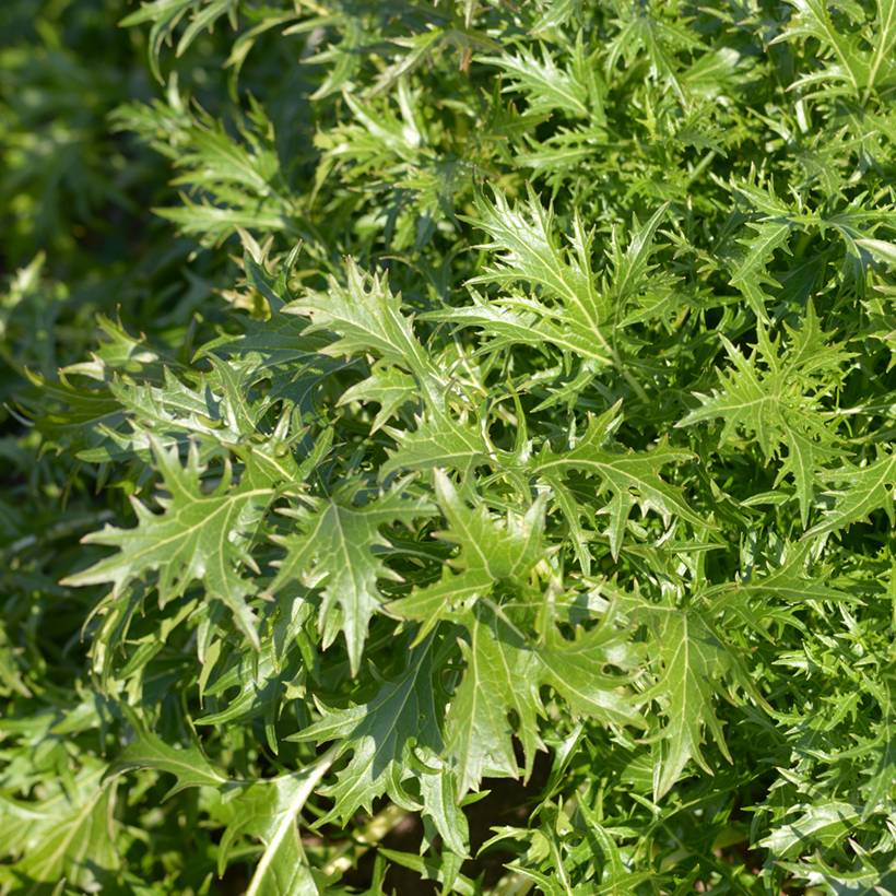 Mizuna, Chou salade japonais Bio - Ferme de Sainte Marthe le sachet de 400 graines environ (1g)