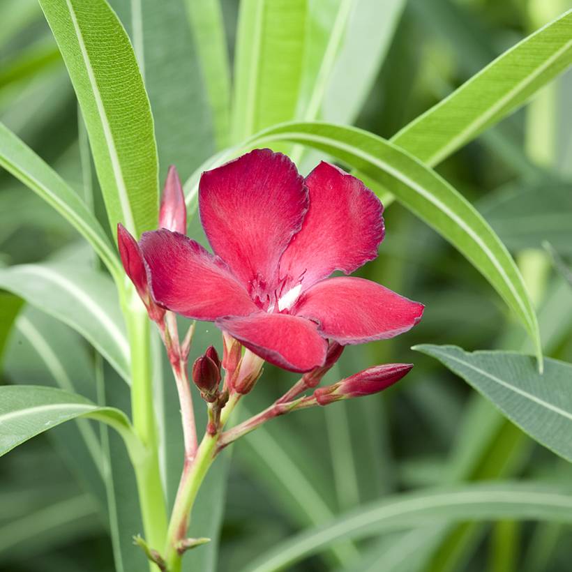 Promesse de Fleurs - Laurier rose Jannoch - Nerium oleander Pot de 3L/4L, Buisson - Image 1