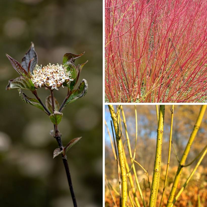 Collection de 3 Cornus à bois colorés - Collection de 3 plantes