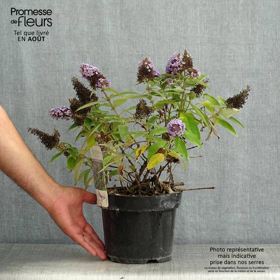 Buddleja davidii Butterfly Candy Little Lila - Arbre aux papillons nain Pot de 3L/4L - Image 2