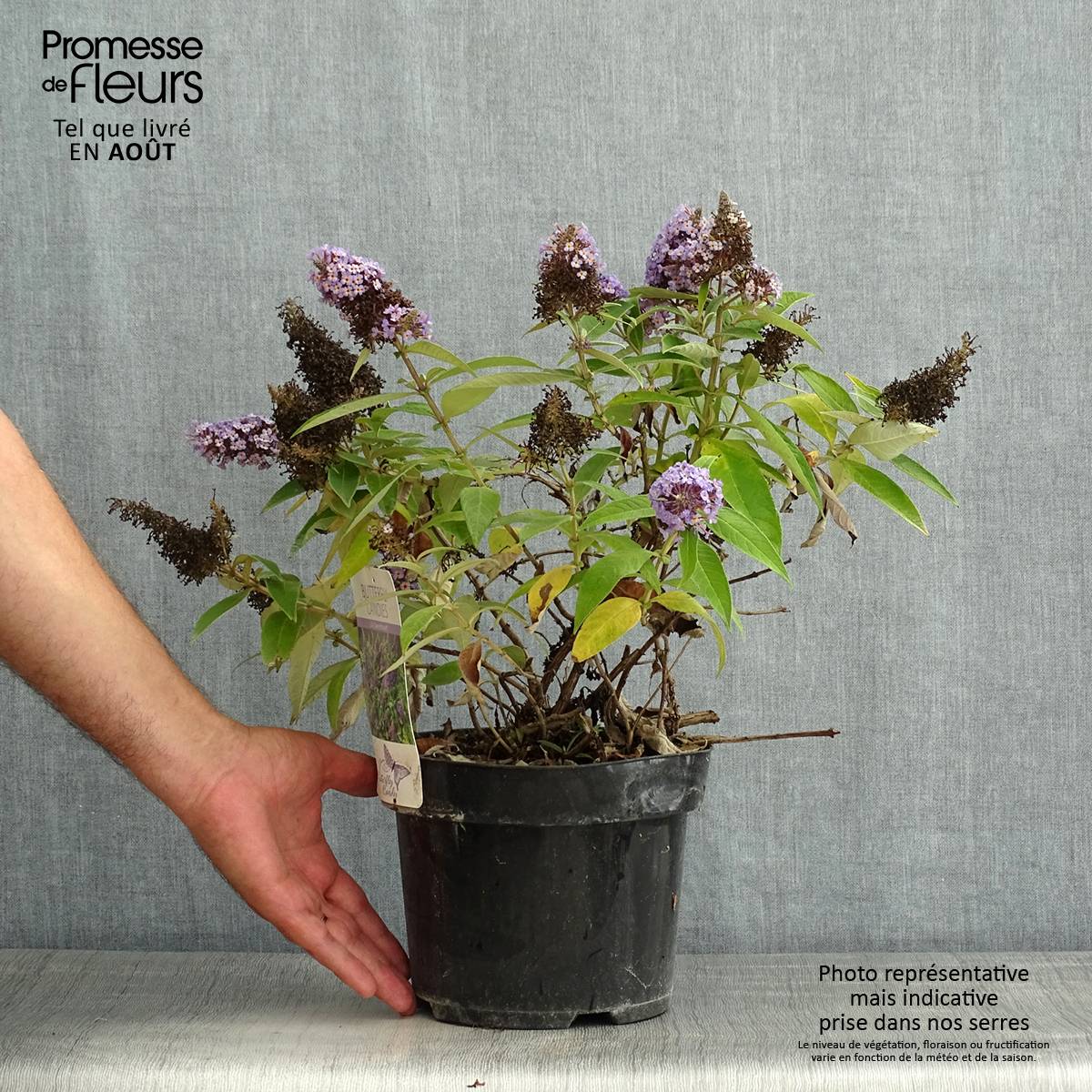 Buddleja davidii Butterfly Candy Little Lila - Arbre aux papillons nain Pot de 3L/4L - Image 2