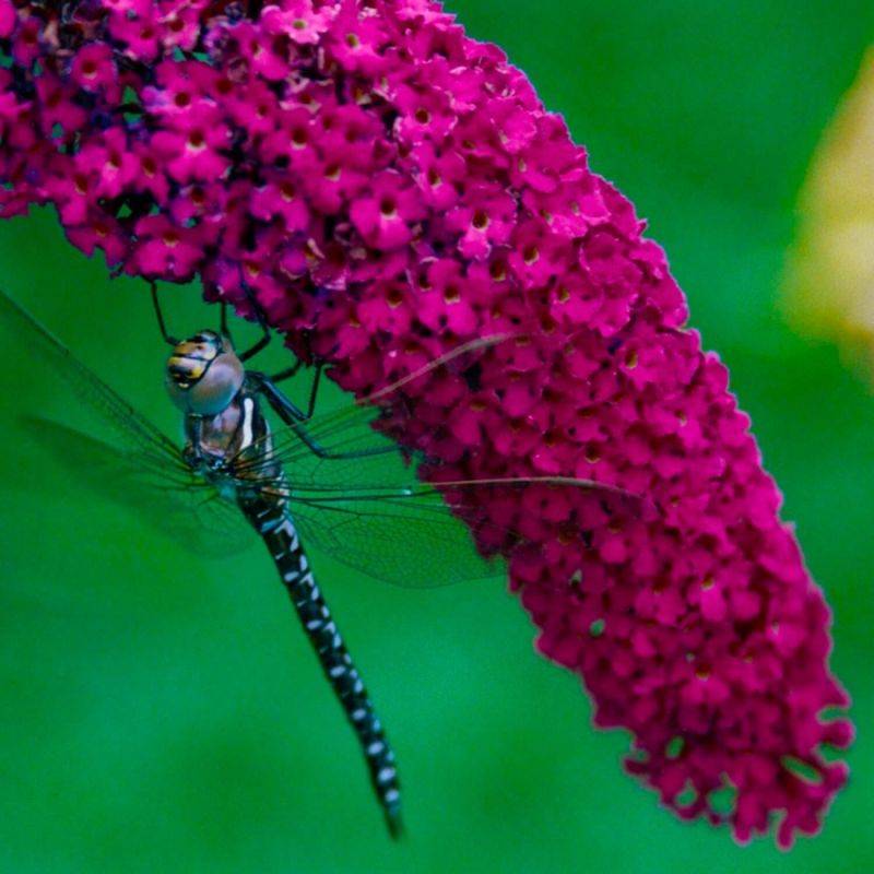 Arbre aux papillons 'Royal Red' (Buddleja davidii 'Royal Red') - Godet 9cm - Pépinières Naudet - Imagen 1